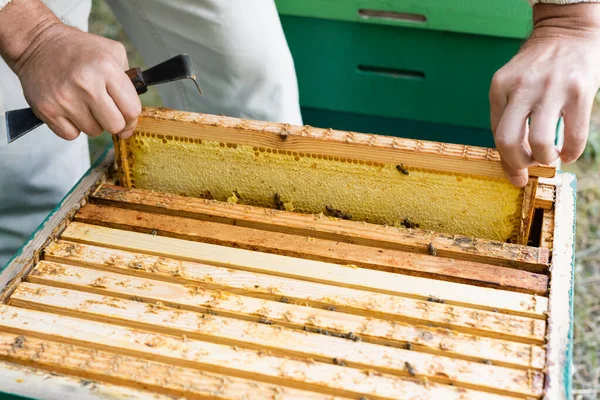 Bijenhouder Met Schraper Die Honingraatlijst Uit Bijenkorf Haalt — Stockfoto