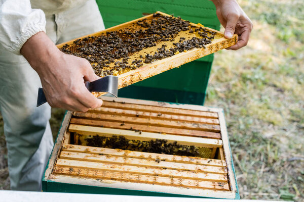 частичный вид пчеловода, держащего скребок и раму с сотами и пчелами на пасеке