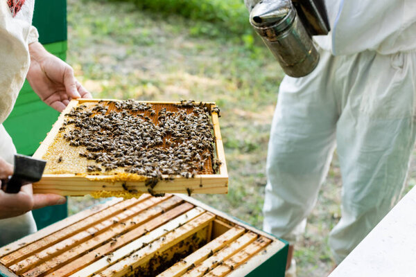 частичный обзор пчеловодов с рамой из сотовых сотов и курильщика пчел на пасеке