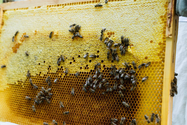 закрыть вид пчел на пчелиных рамах с медом 