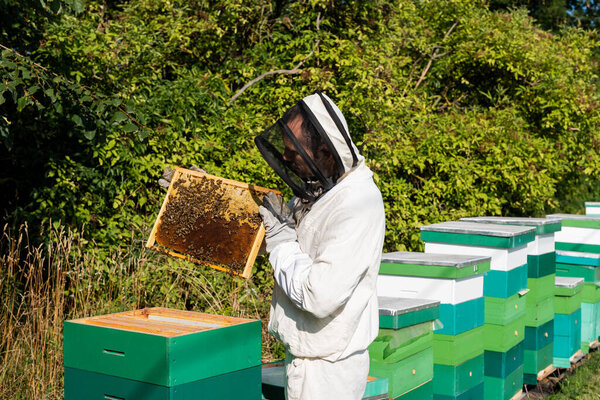 пчелиный мастер держит раму из сотовых с пчелами во время работы на пасеке