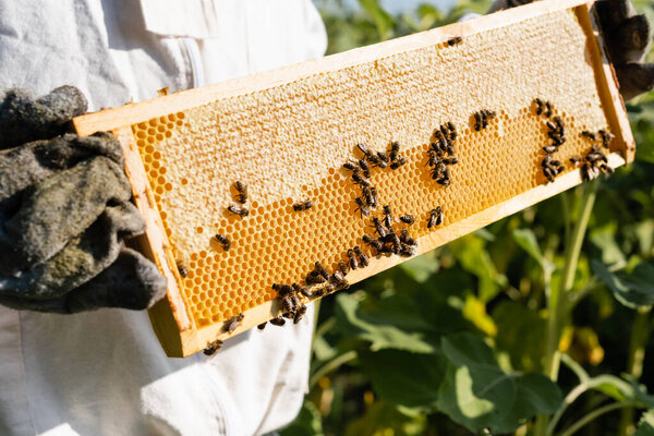 cropped view of apiarist holding frames with bees on honeycomb outdoors