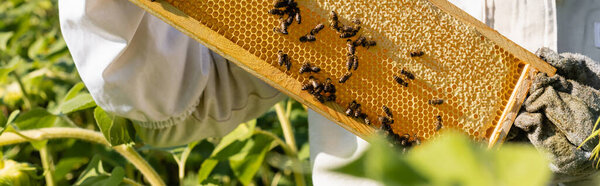 partial view of beekeeper holding honeycombs with honey and bees on field, banner