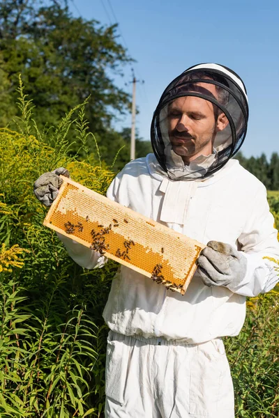 Apicultor Que Sostiene Marco Panal Con Abejas Campo Con Plantas — Foto de Stock