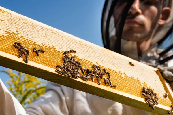 Vue Rapprochée Des Abeilles Nid Abeille Près Apiculteur Flou Contre — Photo