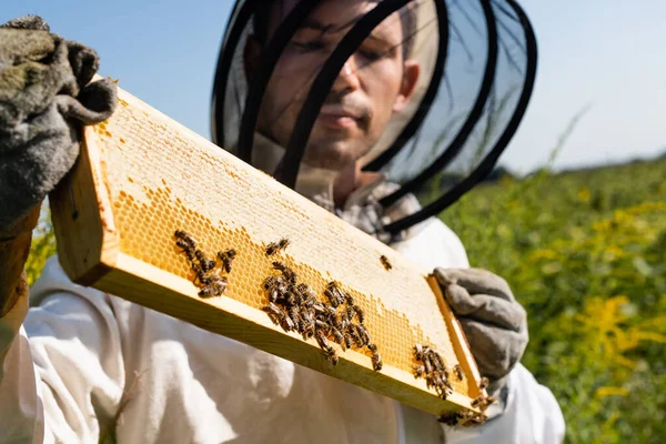 Selektywne Skupienie Plastra Miodu Pszczołami Rękach Rozmazanego Pszczelarza Świeżym Powietrzu — Zdjęcie stockowe