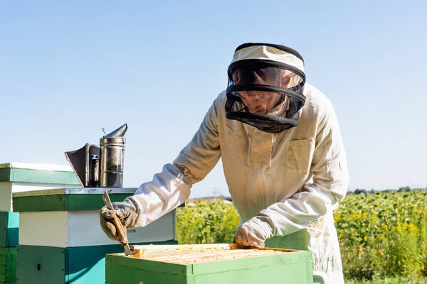 beekeeper extracting honeycomb frame from beehive on apiary