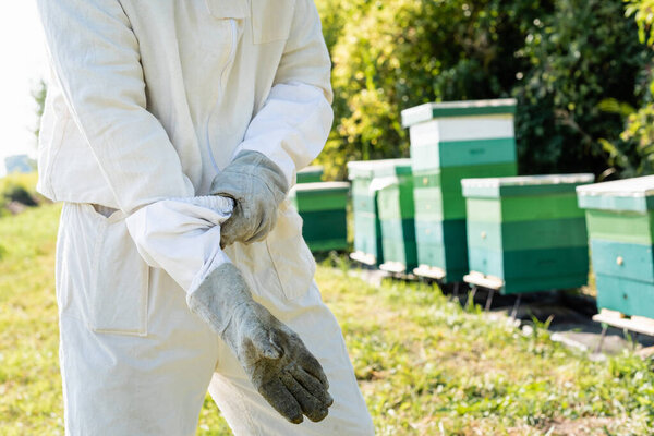 partial view of beekeeper in protective suit putting on glove near blurred beehives
