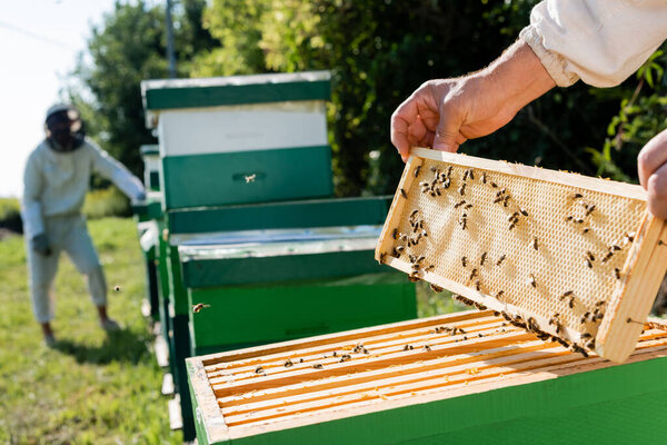selective focus of apiarist holding honeycomb frame near beehives and blurred colleague 