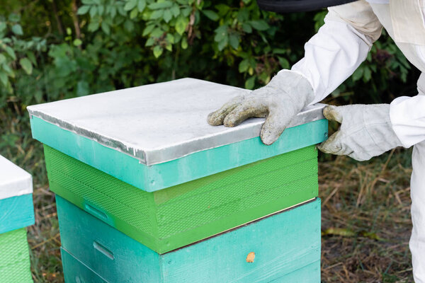 cropped view of beekeeper in protective gloves opening beehive on apiary