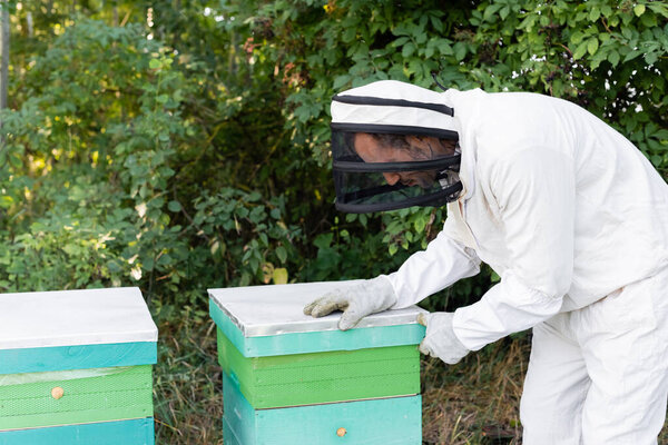 bee master in safety suit and helmet opening beehive on apiary