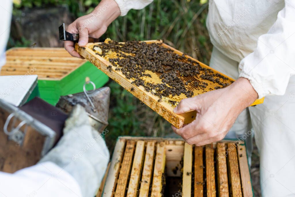 cropped view of apiarist holding honeycomb frame with bees near blurred colleague with bee smoker