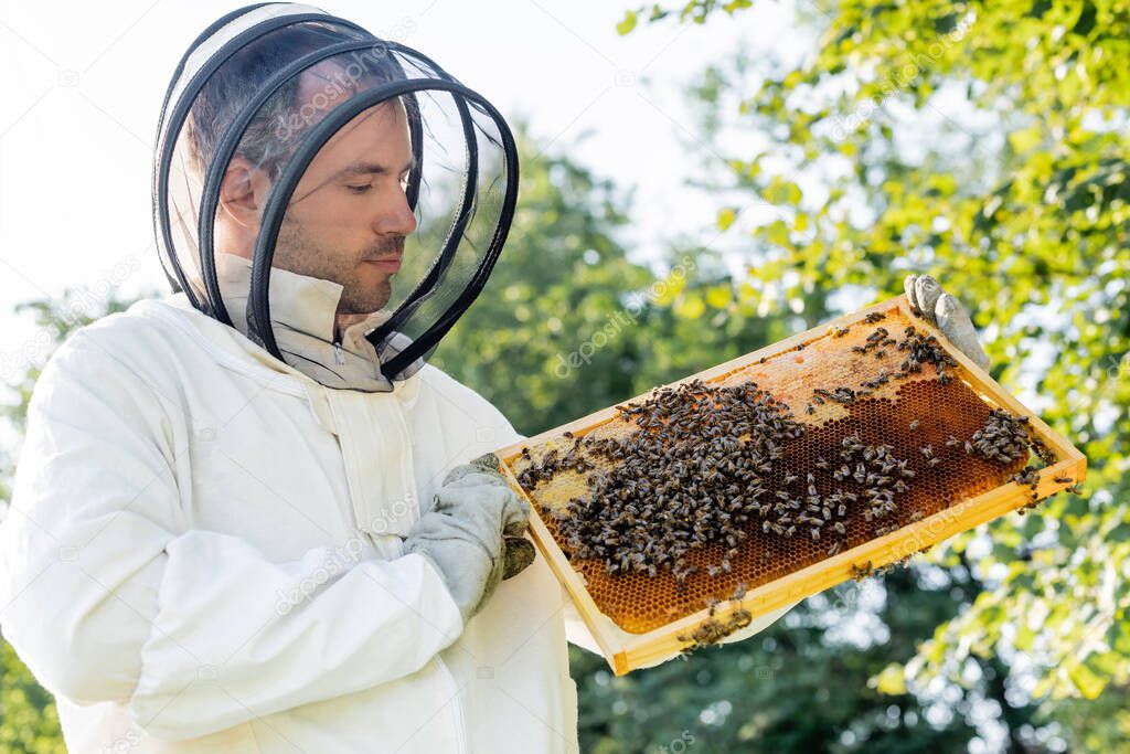 apiarist in beekeeping suit holding frame with honeycomb and bees outdoors