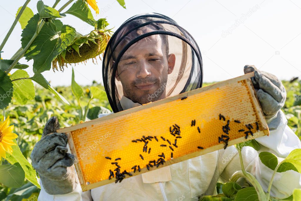 positive beekeeper looking at honeycomb frame with bees in sunflowers field