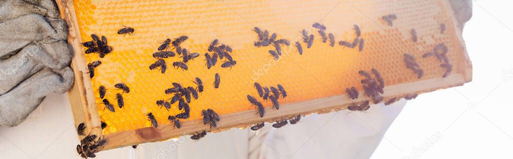 bees swarm on honeycomb frame in hands of cropped apiarist, banner