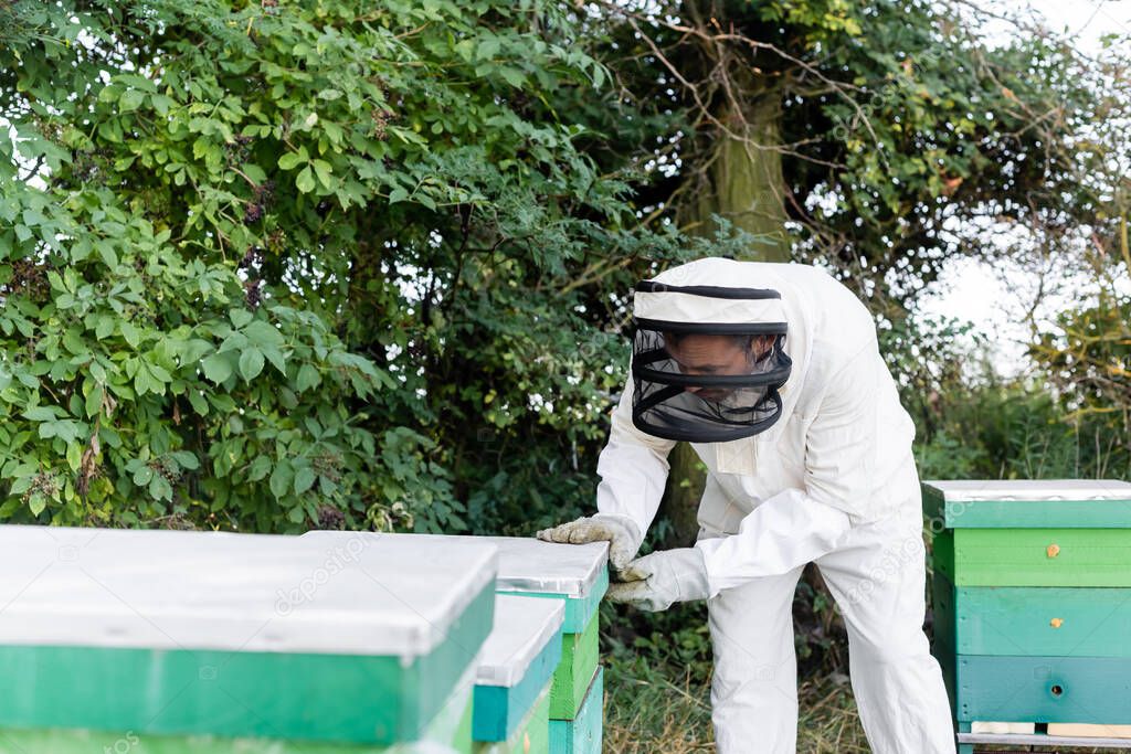 beekeeper in safety equipment opening beehive while working on apiary