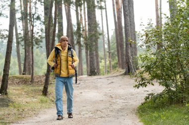 full length view of hiker in warm vest and jeans walking on trail in forest clipart