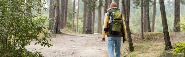 Visão Traseira Caminhante Com Mochila Andando Floresta Banner — Fotografia de Stock