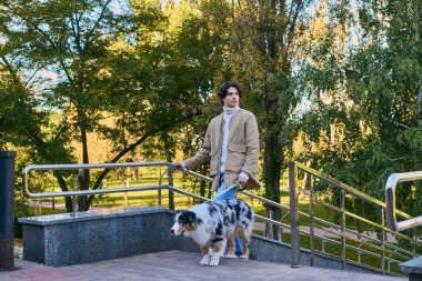 Spor ceket giyen genç bir adam neşeli Avustralyalı çobanıyla güneşli bir parkta yürüyor..