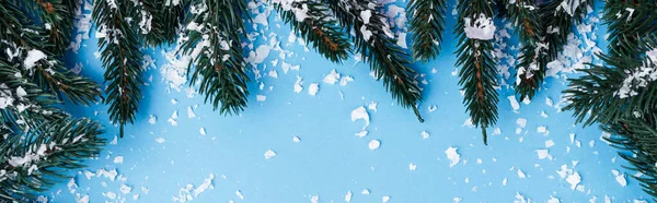 Верхний вид сосновых ветвей с искусственным снегом на синем фоне, баннер — стоковое фото