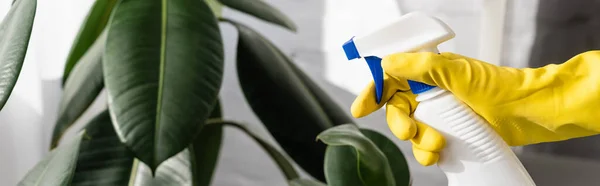 Ausgeschnittene Ansicht einer Person in Gummihandschuhhalterflasche mit Sprayer in der Nähe von Pflanzen auf verschwommenem Hintergrund, Banner — Stockfoto