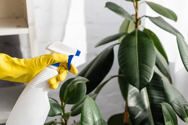 Cropped view of hand in rubber glove holding bottle near plant on blurred background — Stock Photo