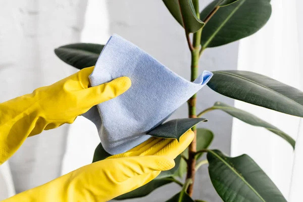 Cropped view of person in rubber gloves cleaning leaves of plant with rag — Stock Photo