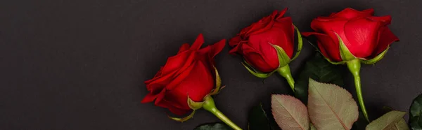 Top view of red roses isolated on black, banner — Stock Photo