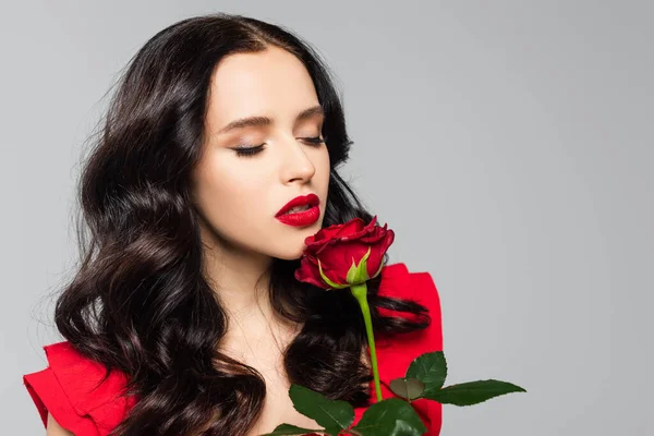 Brünette junge Frau riecht rote Rose isoliert auf grau — Stockfoto