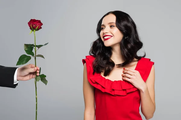 Hombre sosteniendo rosa roja cerca de mujer feliz aislado en gris - foto de stock