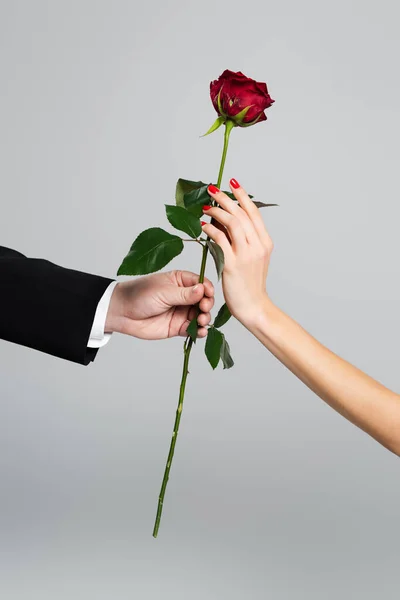 Vista recortada del hombre dando rosa roja a la mujer aislada en gris - foto de stock