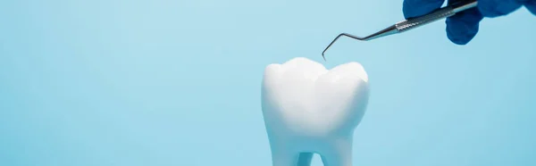 Vista cortada do dentista em luva de látex segurando ferramenta dentária perto do modelo de dente isolado em azul, banner — Fotografia de Stock