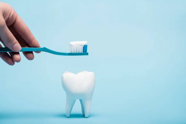 Vista recortada de la mujer sosteniendo pasta de dientes y cepillo de dientes cerca del modelo de diente sobre fondo azul - foto de stock