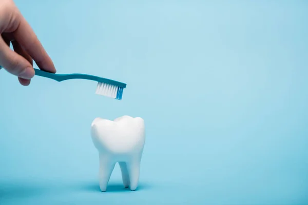 Vista cortada da mulher segurando escova de dentes perto do modelo branco do dente no fundo azul — Fotografia de Stock