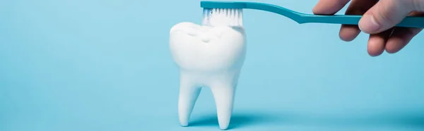 Cropped view of woman brushing tooth model with toothbrush on blue background, banner — Stock Photo