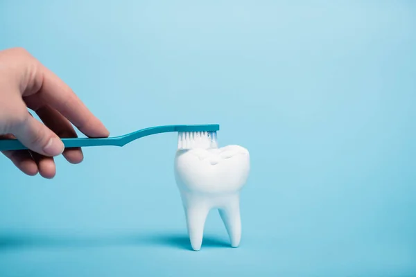 Cropped view of woman brushing white tooth model with toothbrush and toothpaste on blue background — Stock Photo