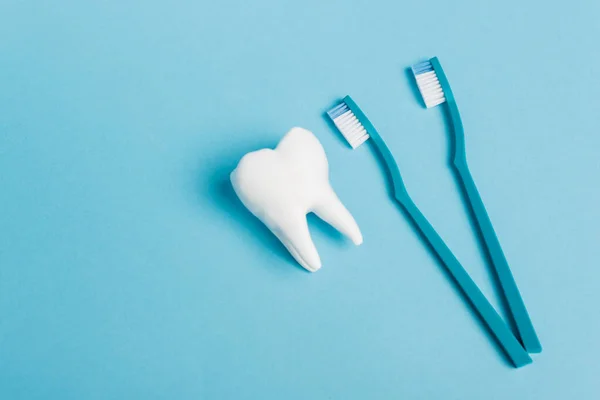 Top view of tooth model and toothbrushes on blue background — Stock Photo