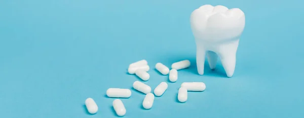 Close up view of white pills near tooth model on blue background, banner — Stock Photo