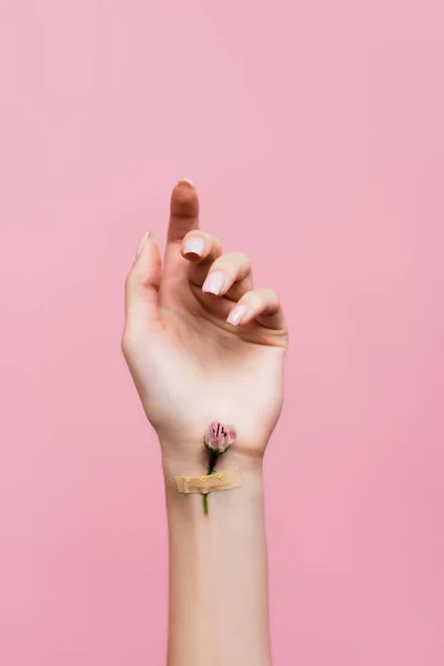 Intonaco con fiore su mano femminile isolato su rosa — Foto stock