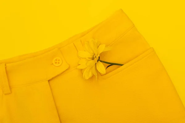 Vista superior de flor en bolsillo de pantalones aislados en amarillo - foto de stock