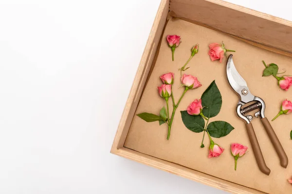 Top view of hand pruners in wooden box with tea roses isolated on white — Stock Photo