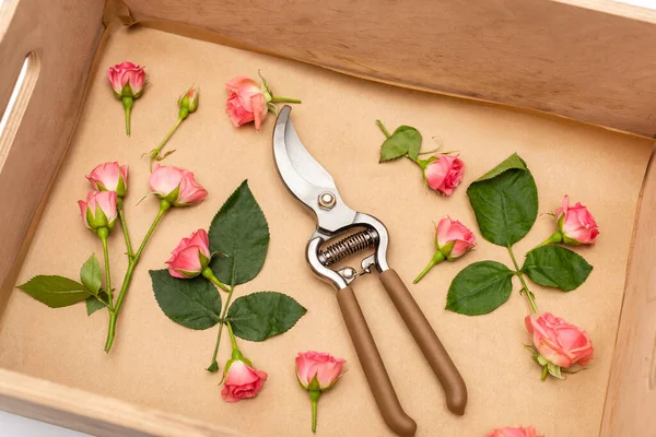 Hochwinkelaufnahme von Handscheren in Holzkiste mit Teerosen — Stockfoto