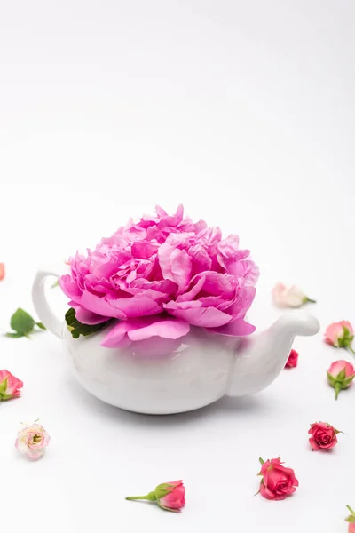 Pink flower in porcelain teapot near tea roses on white — Stock Photo