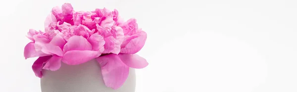 Flor de peonía rosa en jarrón de porcelana aislado en blanco, bandera - foto de stock