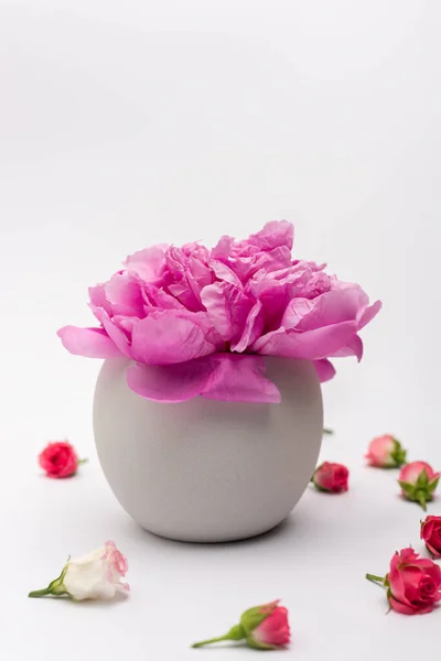 Fiore di peonia in vaso di porcellana vicino a rose di tè su bianco — Foto stock