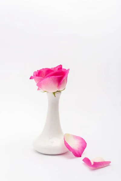 Pink rose in porcelain vase near petals on white — Stock Photo