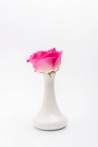 Rosa Rose in Porzellanvase auf weißem Hintergrund — Stockfoto