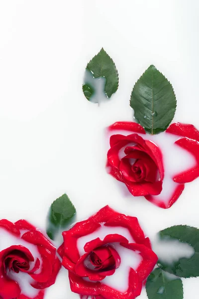 Vue de dessus des roses rouges et des feuilles vertes dans l'eau laiteuse — Photo de stock