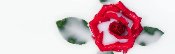 Вид зверху на червону троянду з зеленим листям у молочній воді, банер — стокове фото