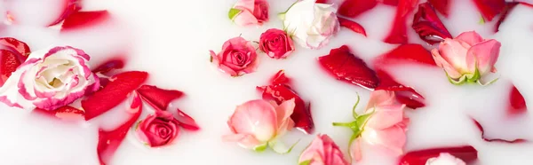 Vue du dessus des pétales de rose rouge et des fleurs roses dans l'eau laiteuse, bannière — Photo de stock